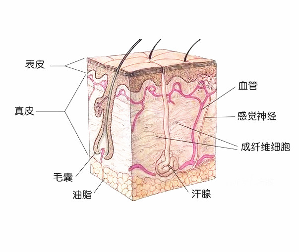 不懂皮肤，如何护肤？